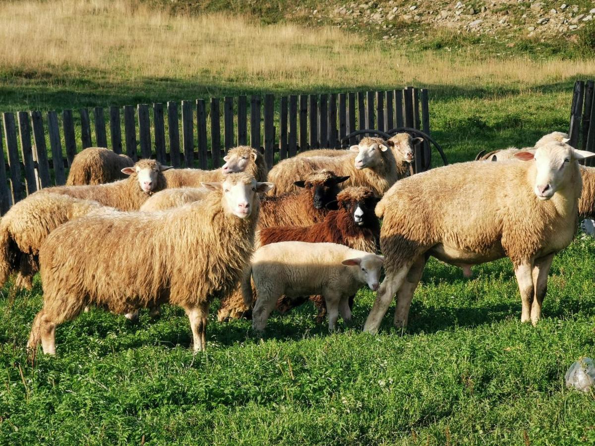 Domek W Gorach Na Wylacznosc Zlatna Εξωτερικό φωτογραφία